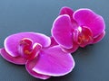 Purple gorgeous bloom of Phalaenopsis orchid with white edges, Ã¢â¬Åmoth orchidsÃ¢â¬Â. Beautiful exotic flowers. Royalty Free Stock Photo